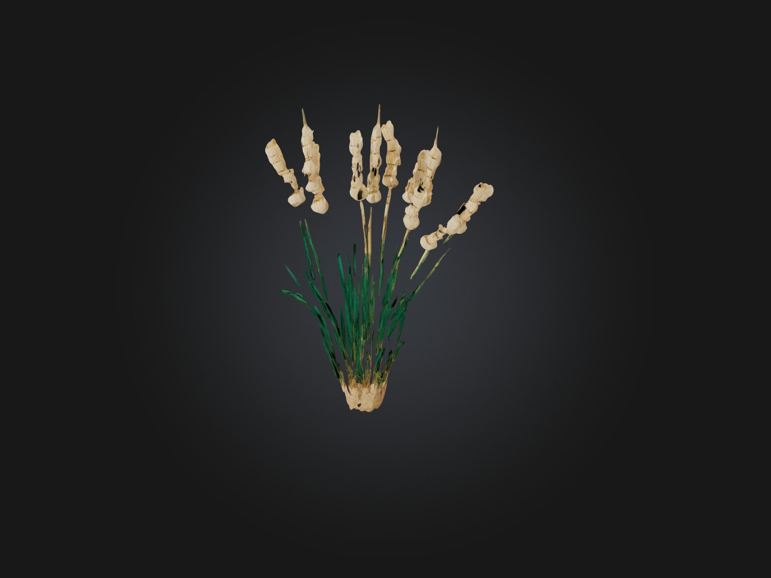 Papyrus Plant Model Low-poly 3D model_7