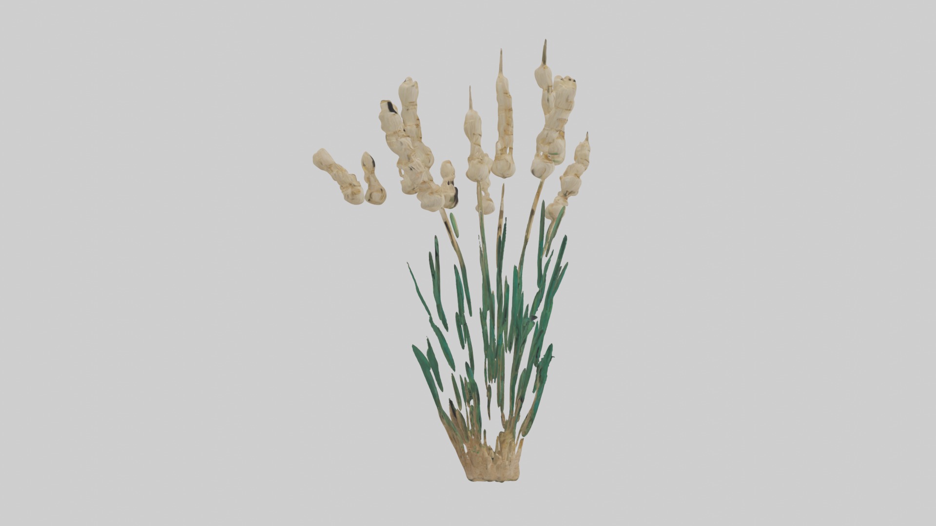 Papyrus Plant Model Low-poly 3D model_5