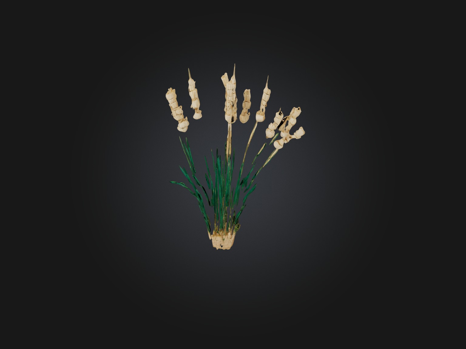 Papyrus Plant Model Low-poly 3D model_9