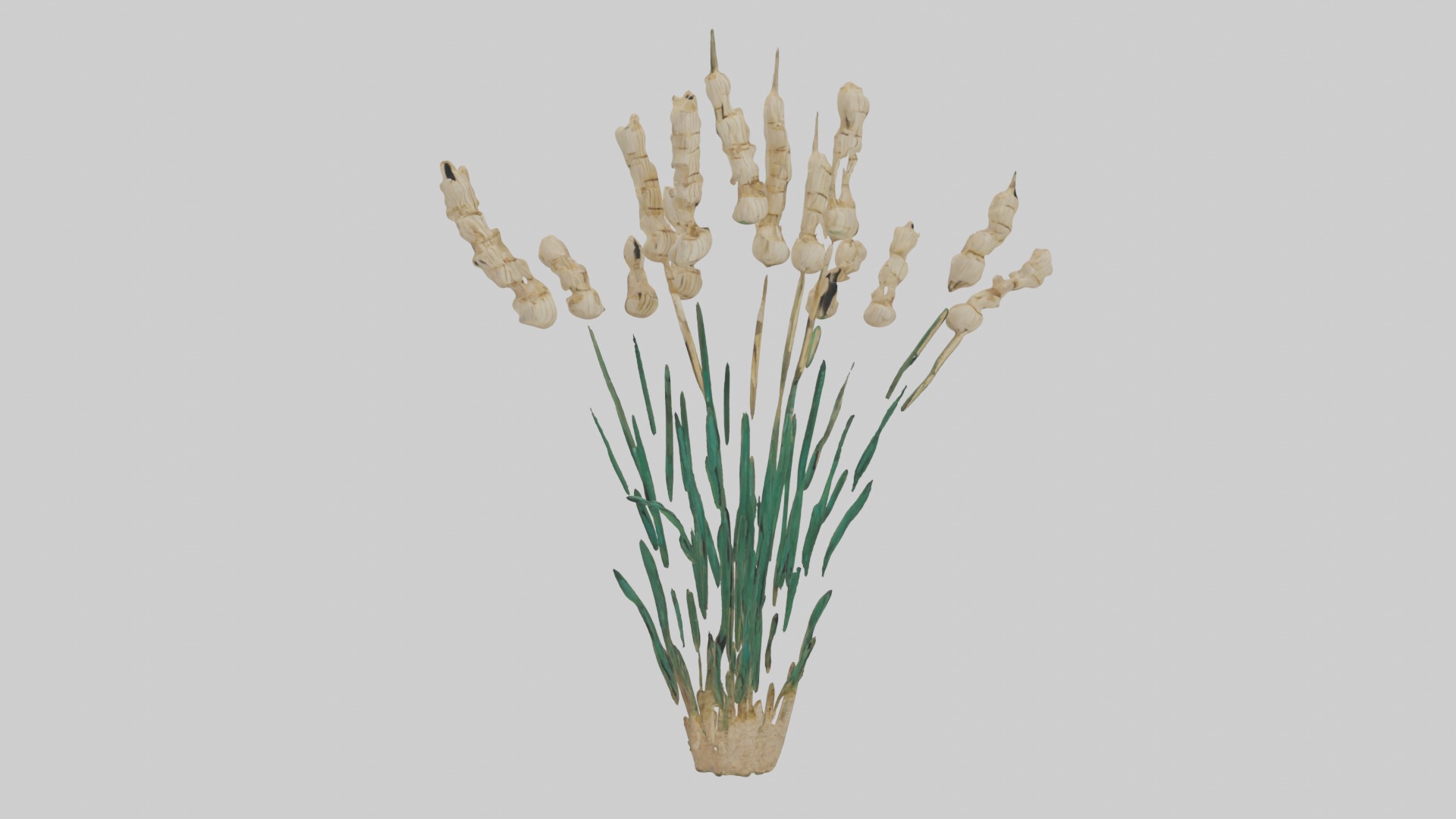 Papyrus Plant Model Low-poly 3D model_15