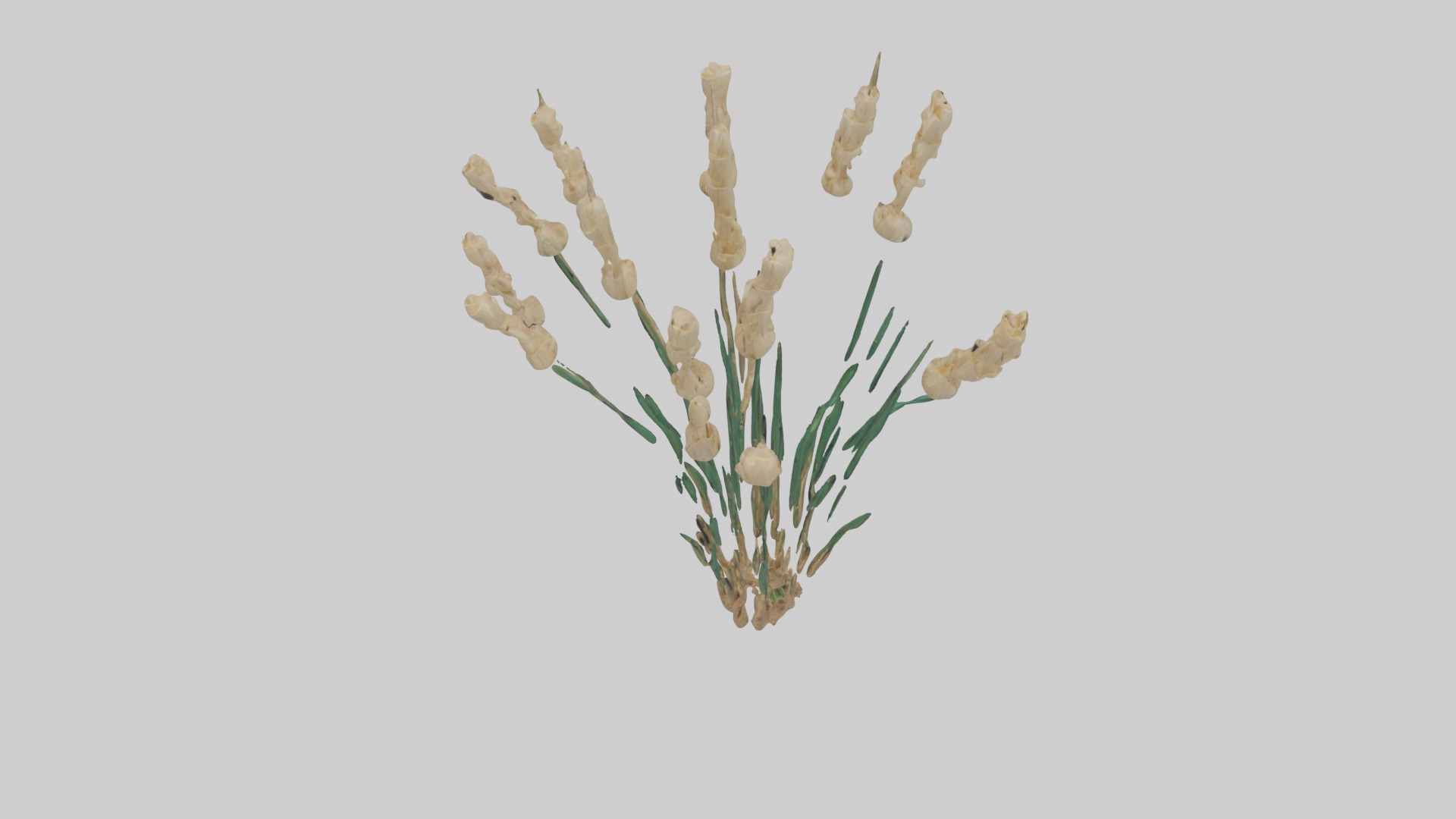 Papyrus Plant Model Low-poly 3D model_11