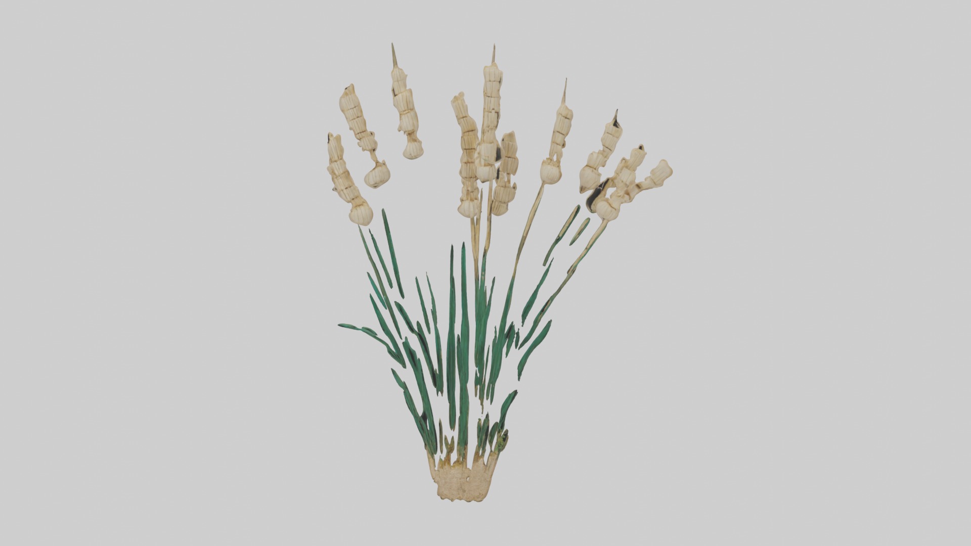 Papyrus Plant Model Low-poly 3D model_2