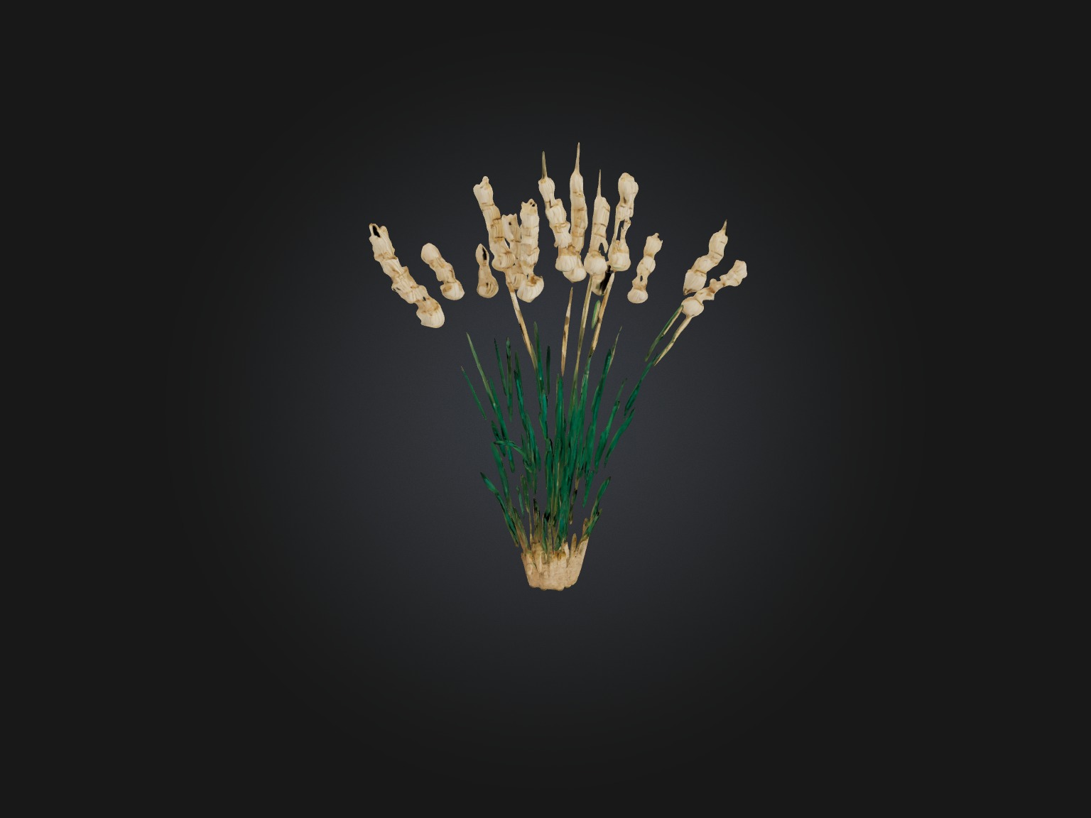 Papyrus Plant Model Low-poly 3D model_10