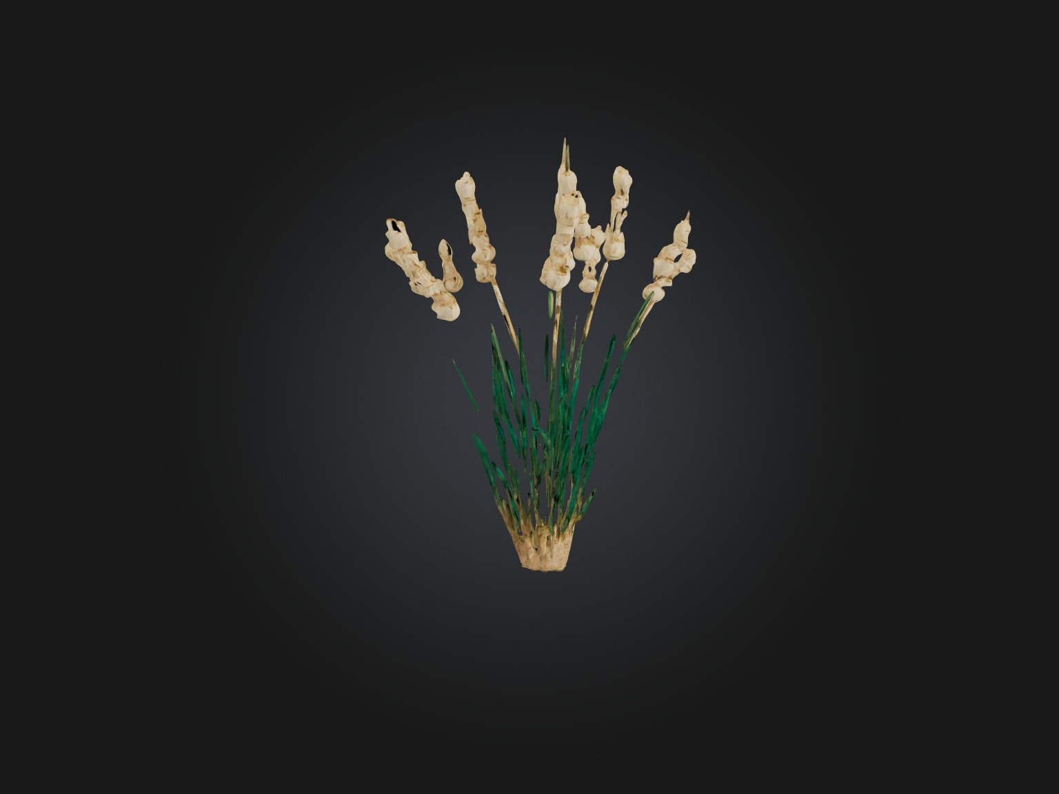 Papyrus Plant Model Low-poly 3D model_6