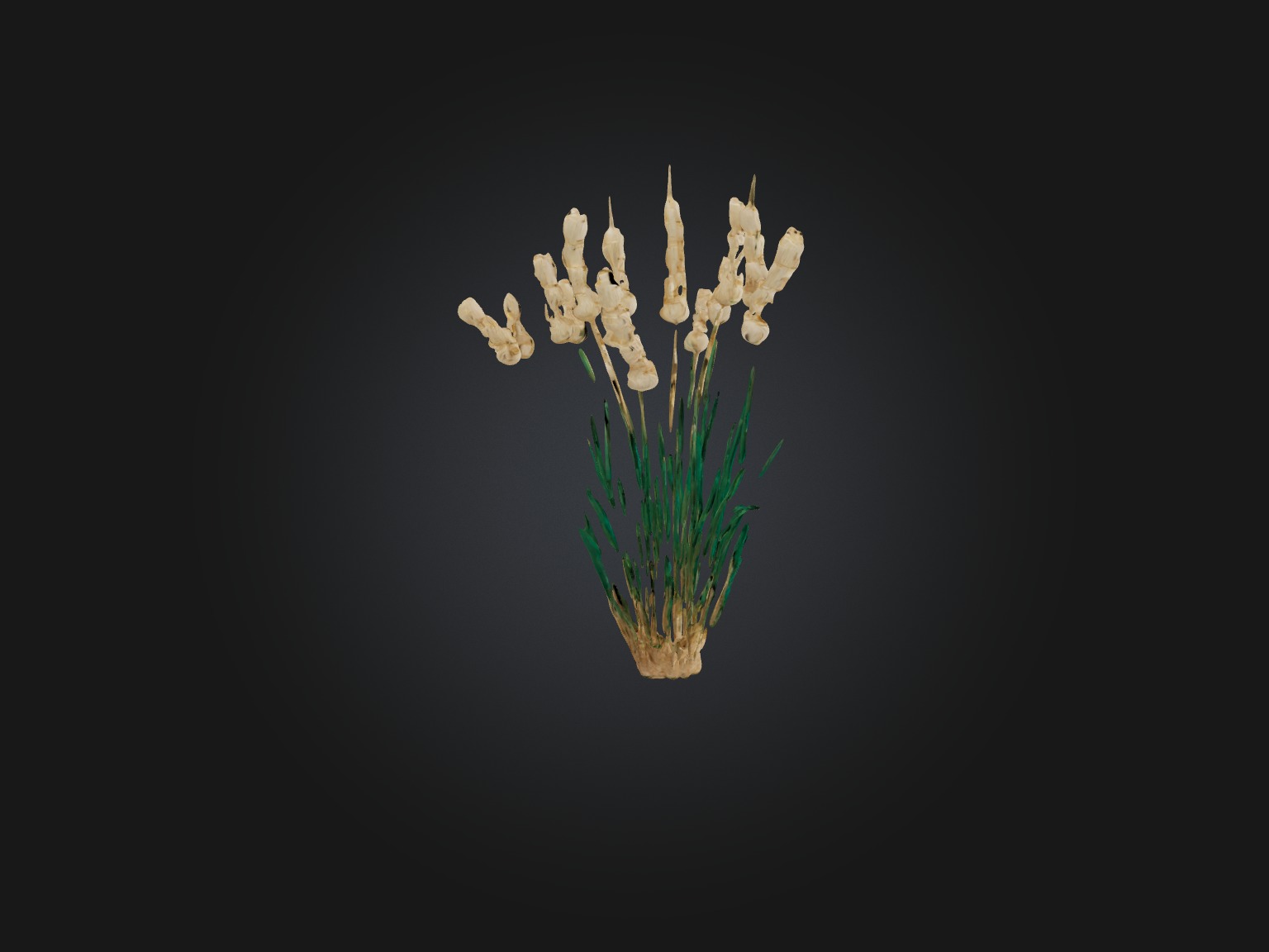 Papyrus Plant Model Low-poly 3D model_3