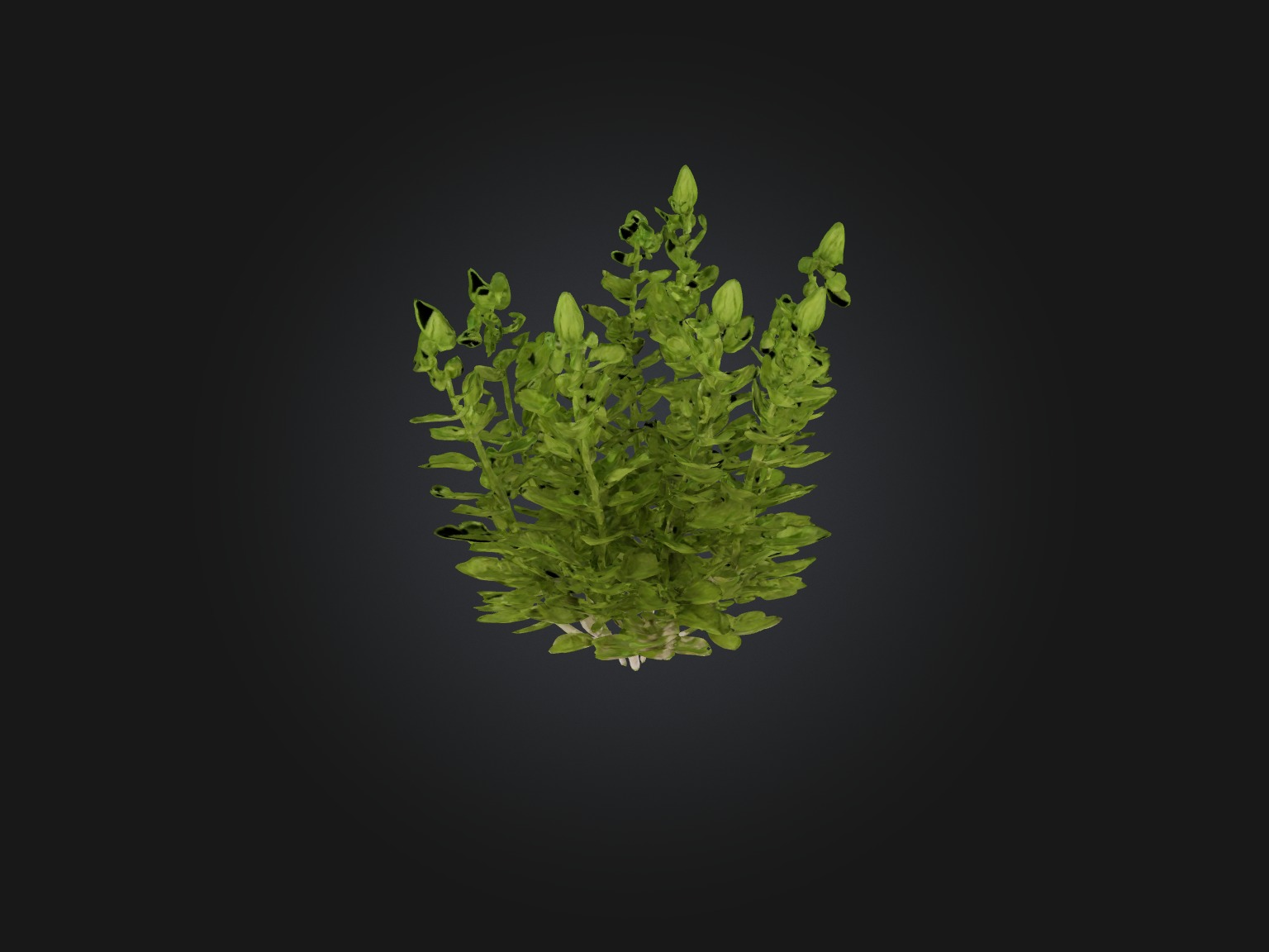 Oregano Model Low-poly 3D model_4