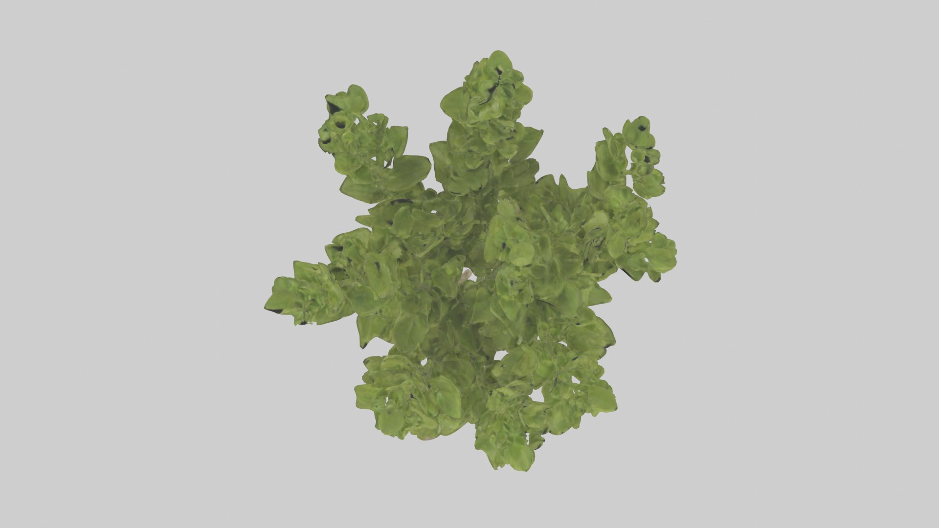 Oregano Model Low-poly 3D model_11