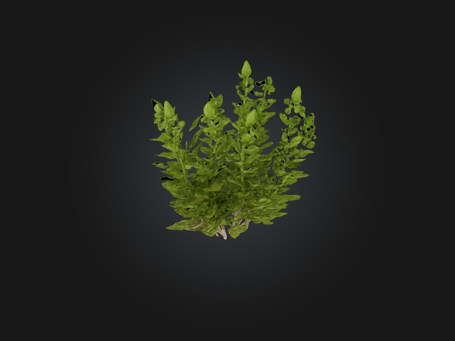 Oregano Model Low-poly 3D model_7