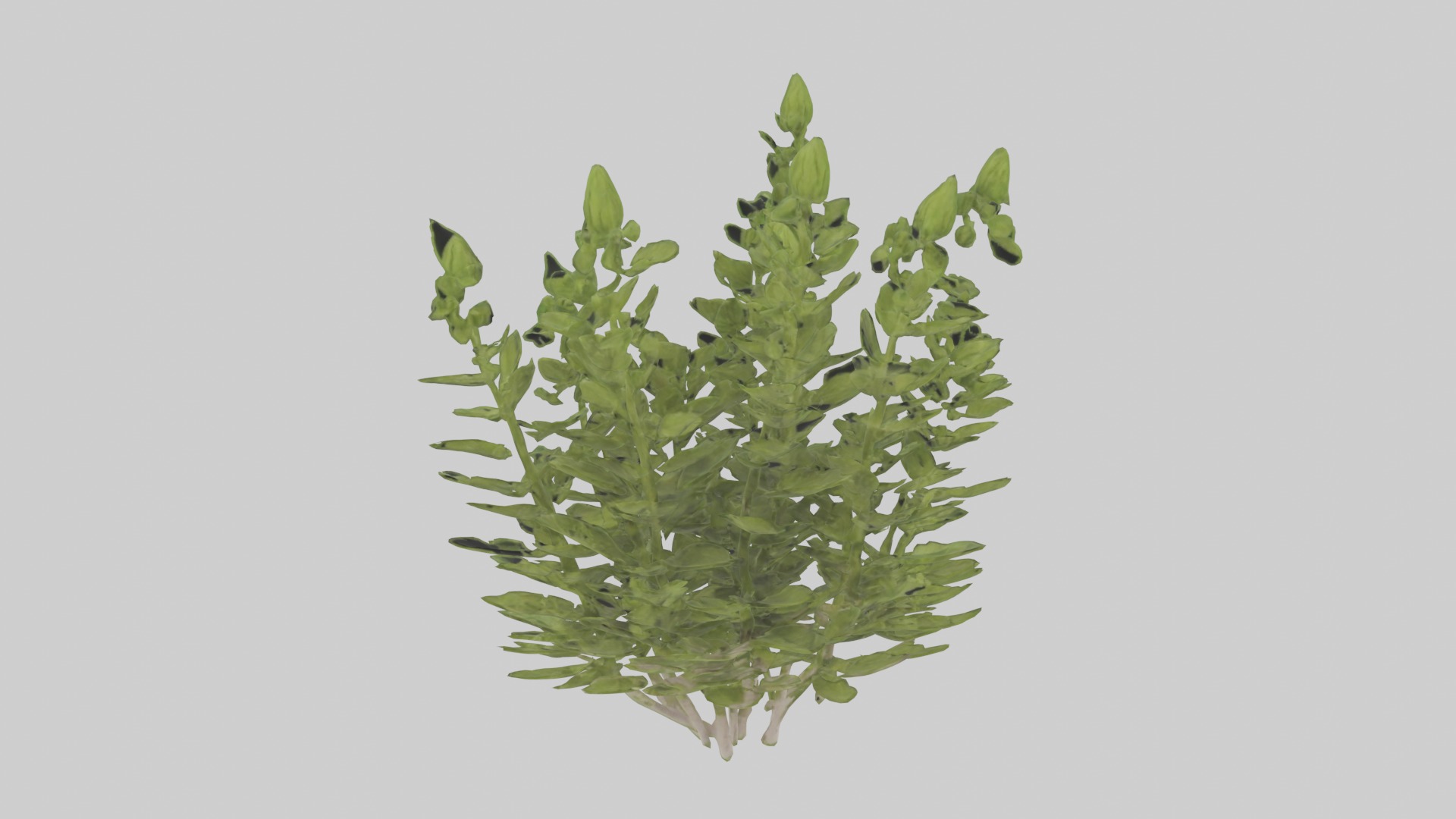 Oregano Model Low-poly 3D model_6