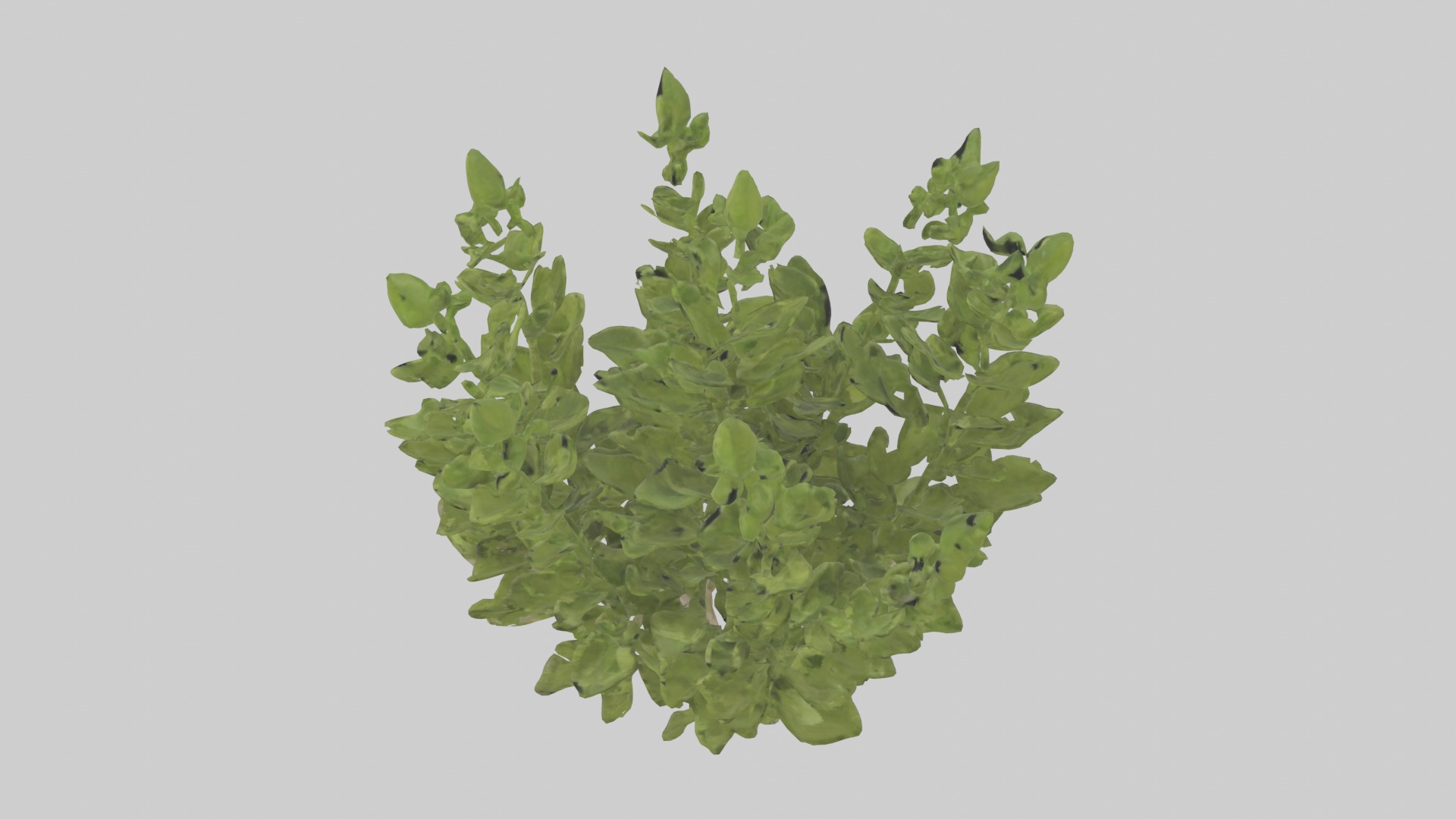 Oregano Model Low-poly 3D model_2