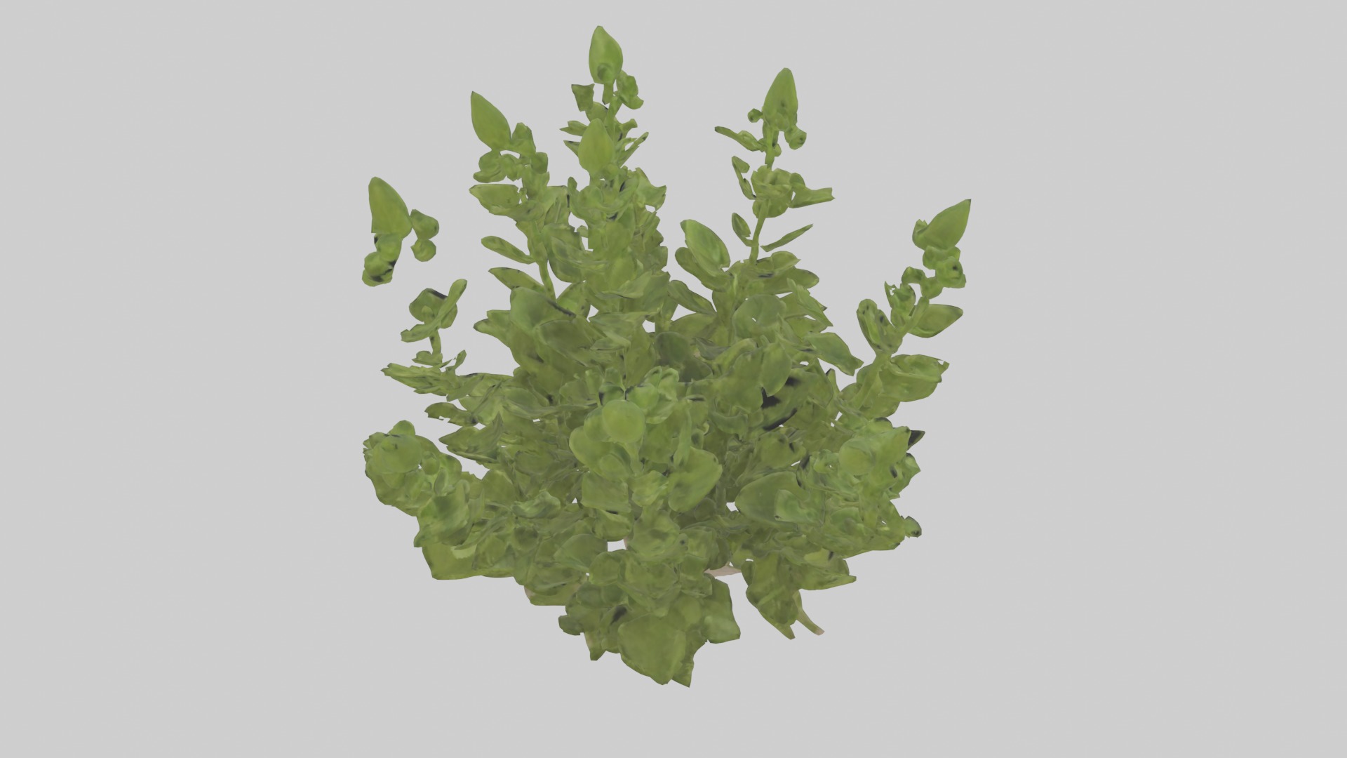 Oregano Model Low-poly 3D model_5