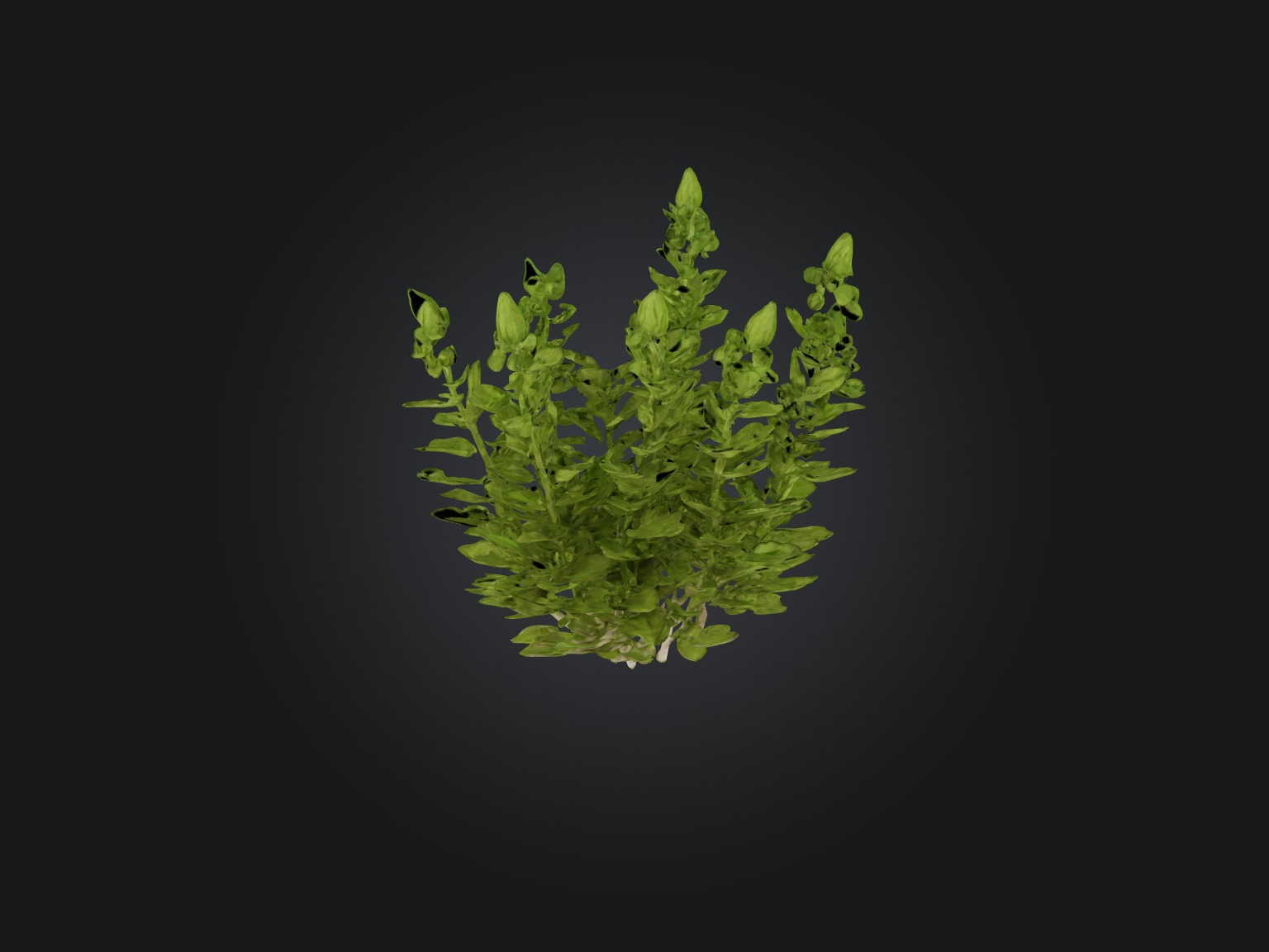 Oregano Model Low-poly 3D model_9