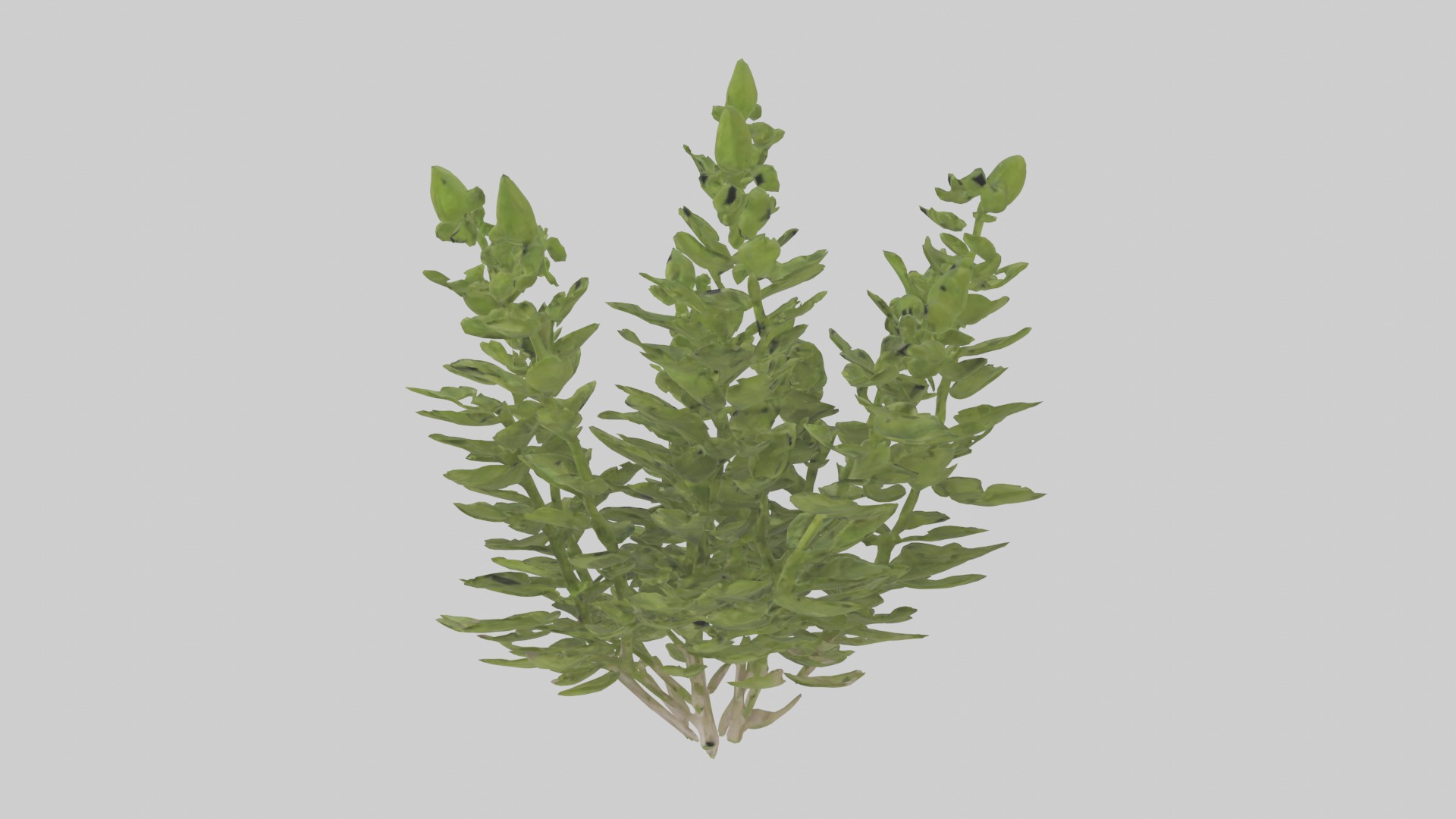 Oregano Model Low-poly 3D model_14
