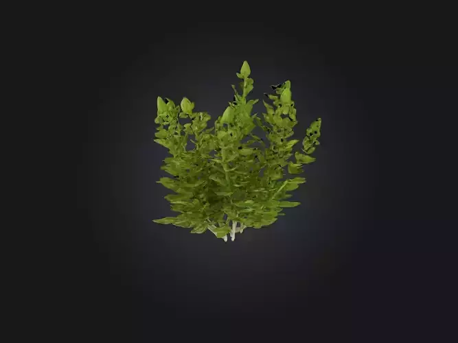 Oregano Model