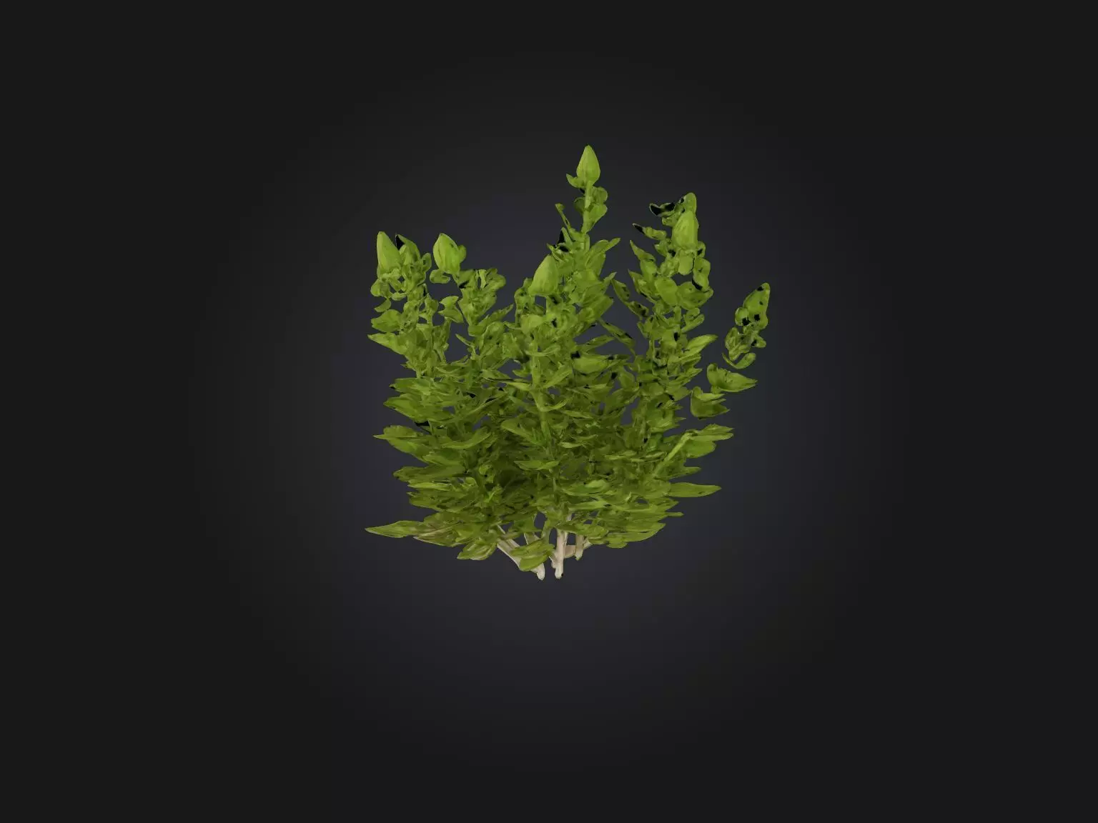 Oregano Model Low-poly 3D model_0