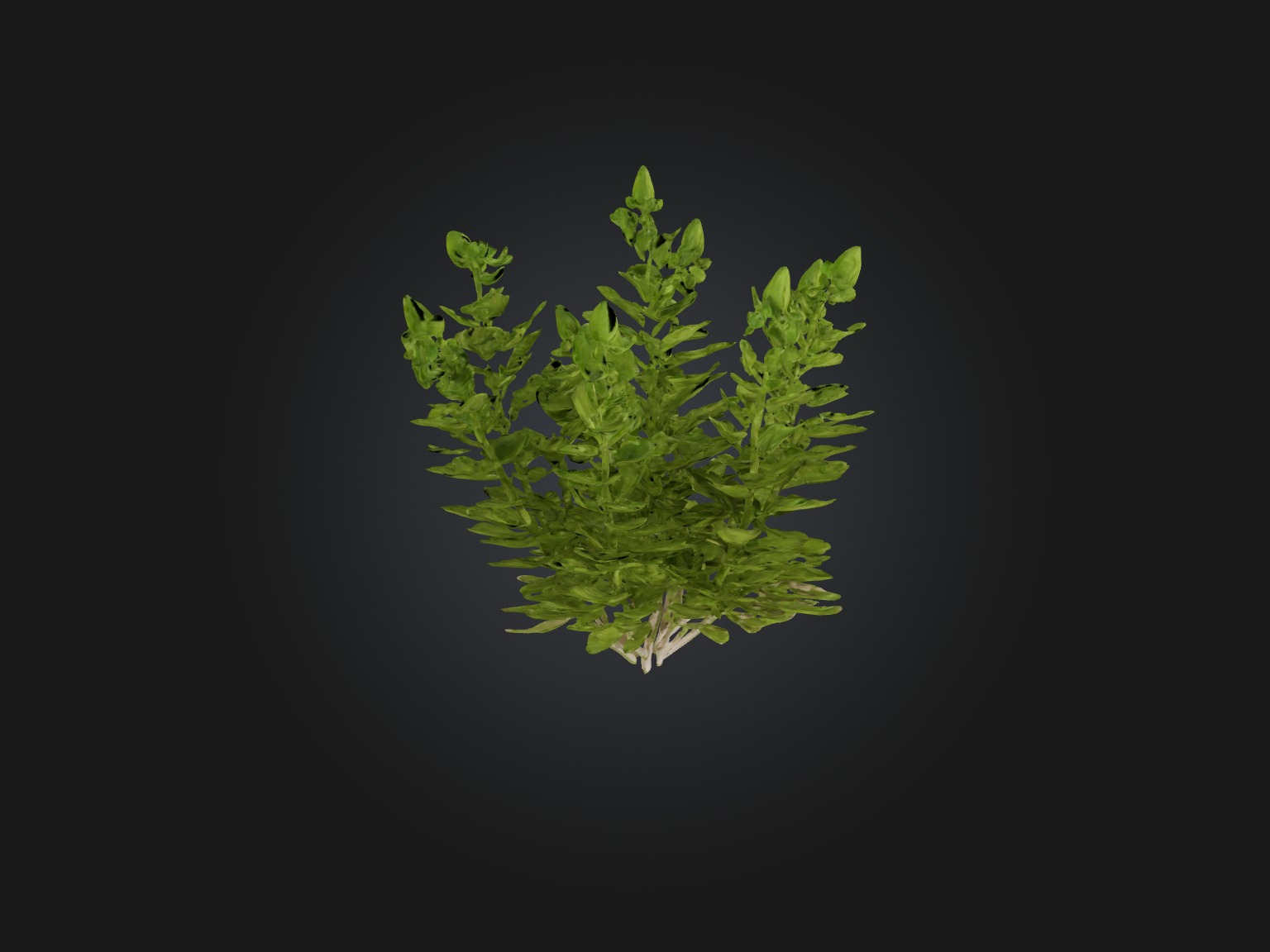 Oregano Model Low-poly 3D model_10