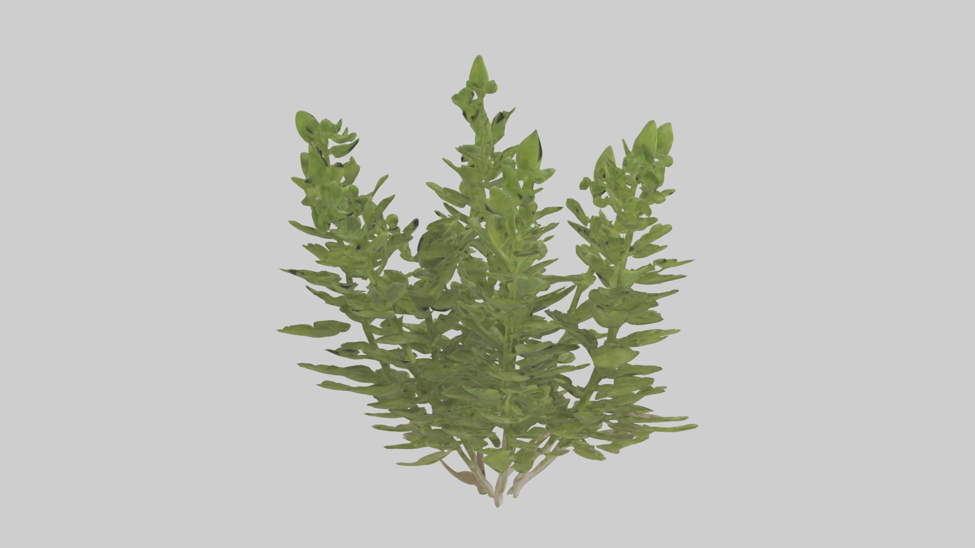 Oregano Model Low-poly 3D model_3