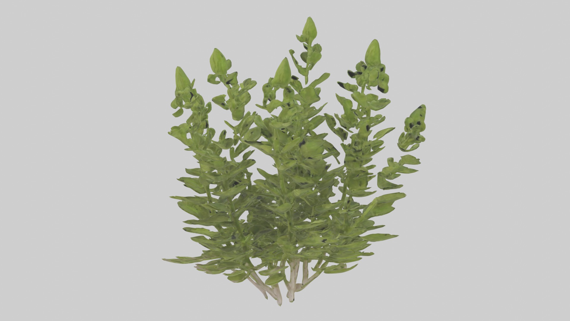 Oregano Model Low-poly 3D model_15
