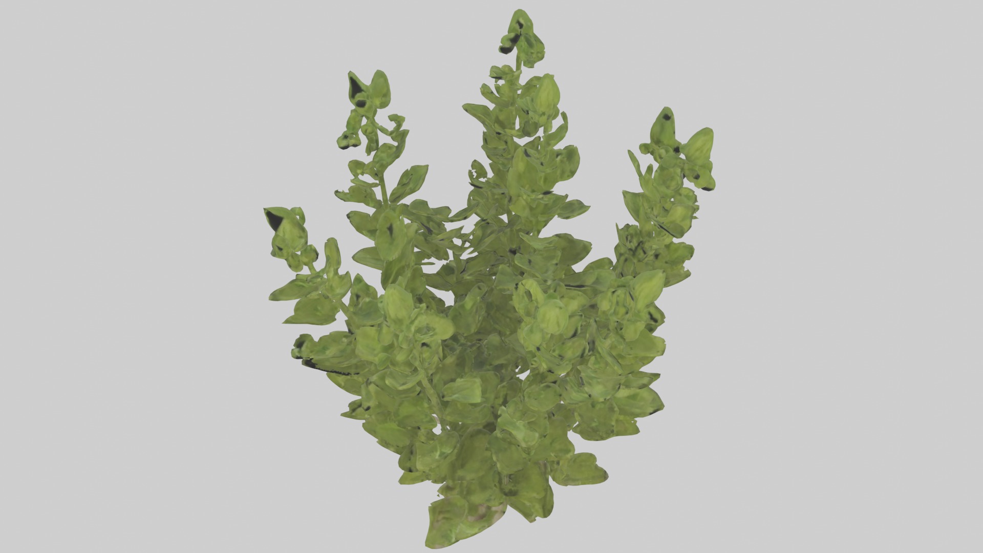 Oregano Model Low-poly 3D model_12