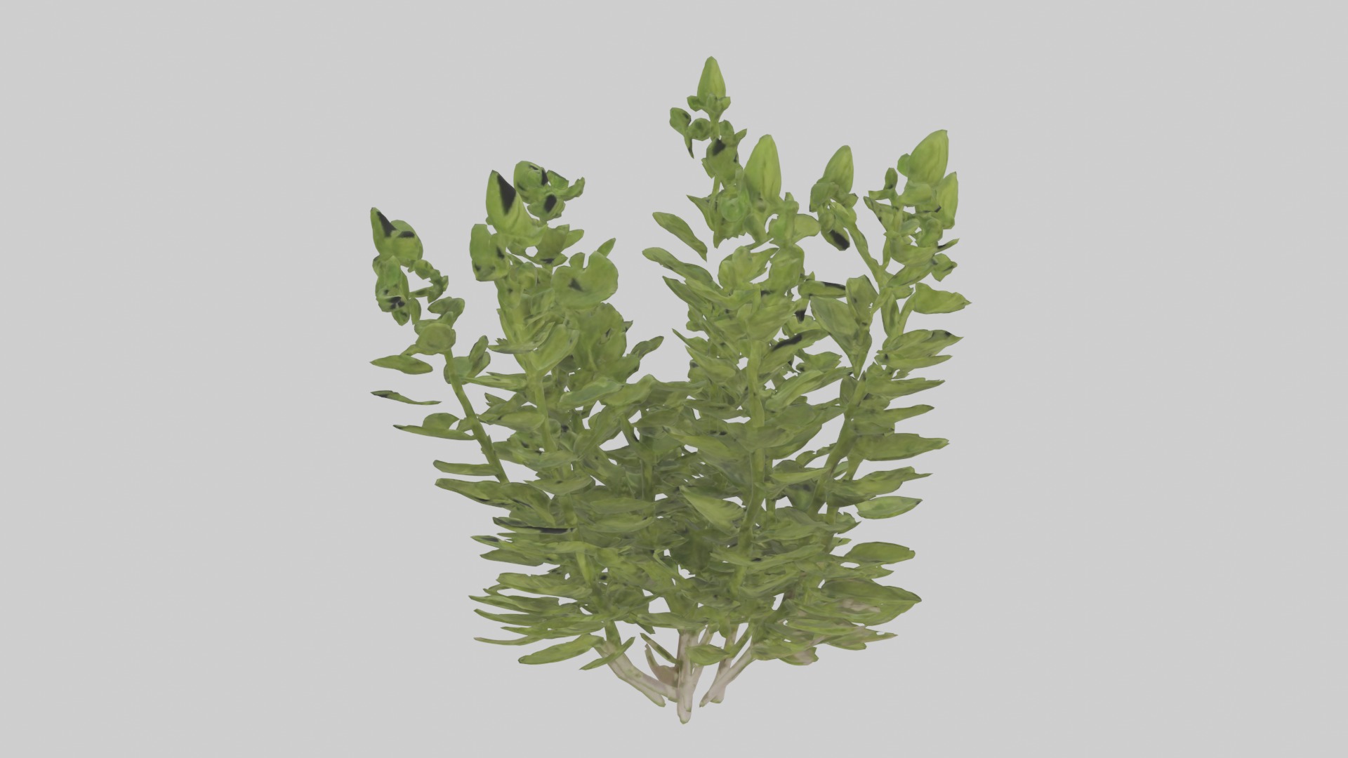 Oregano Model Low-poly 3D model_13