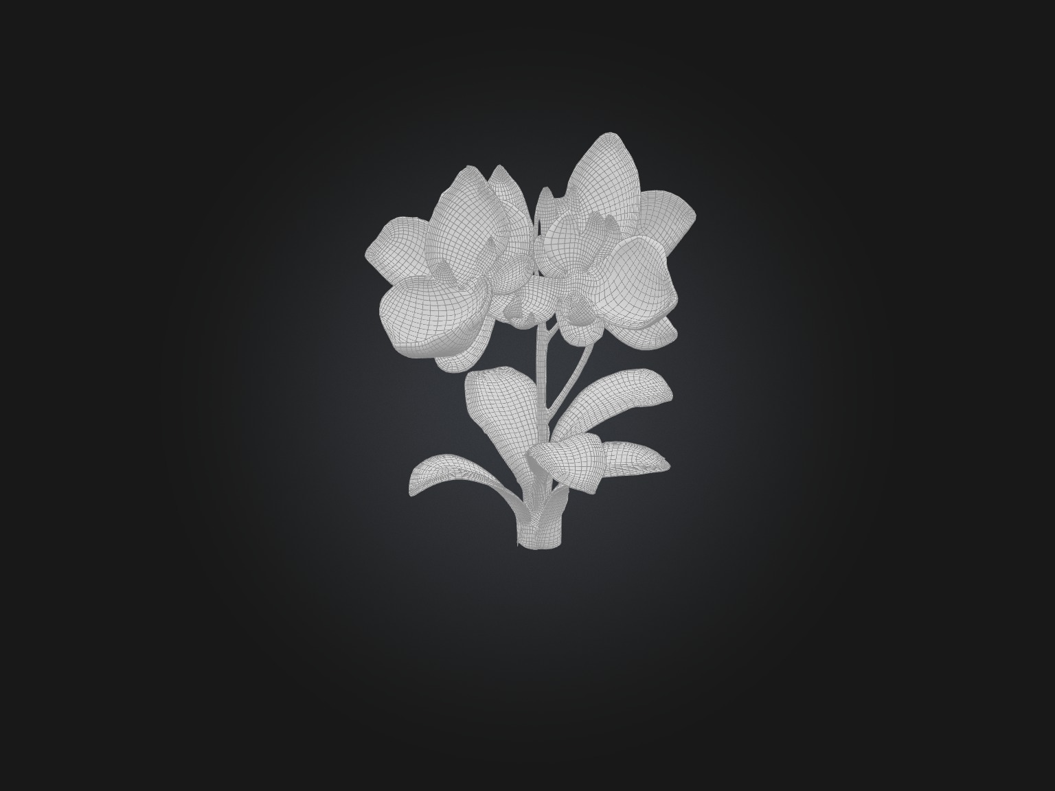 Orchid Model Low-poly 3D model_8