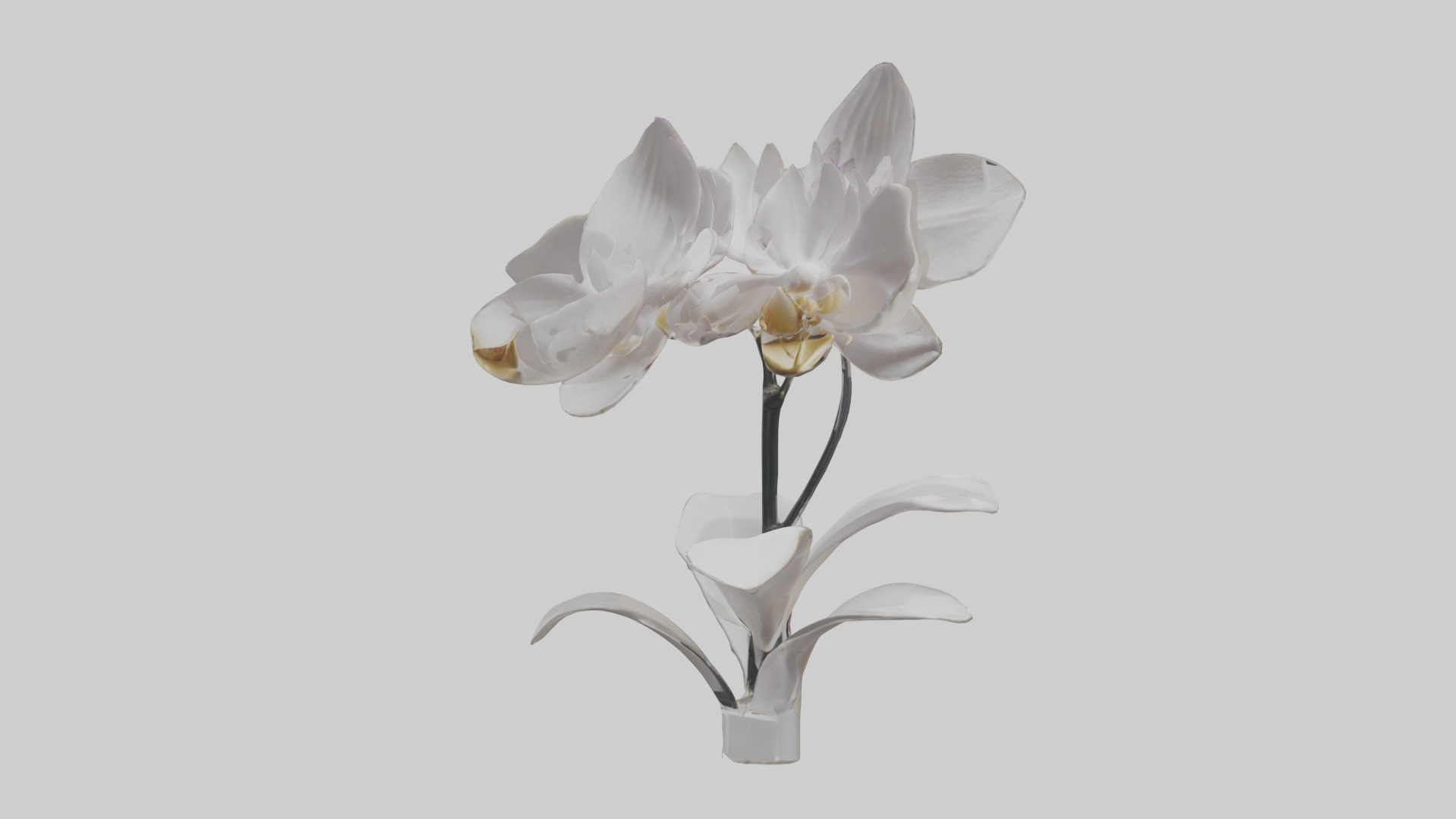 Orchid Model Low-poly 3D model_18