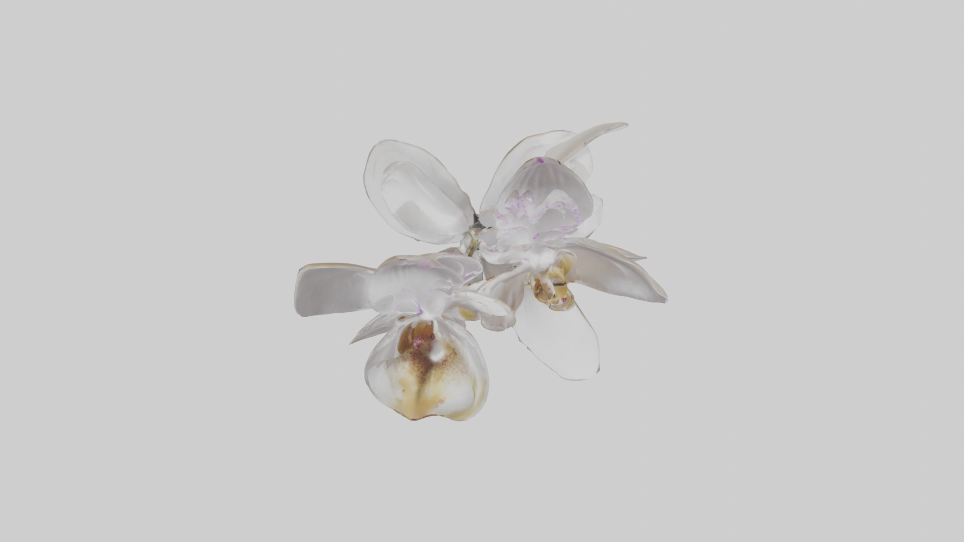 Orchid Model Low-poly 3D model_2