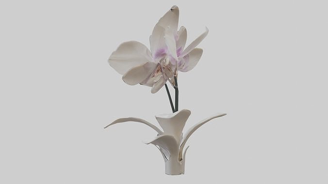 Orchid Model Low-poly 3D model