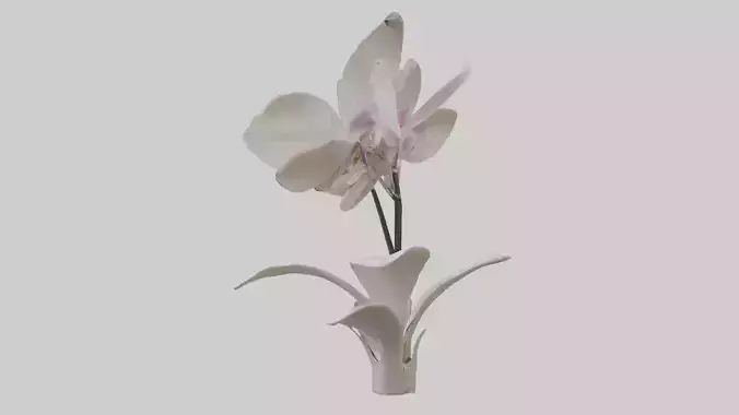 Orchid Model