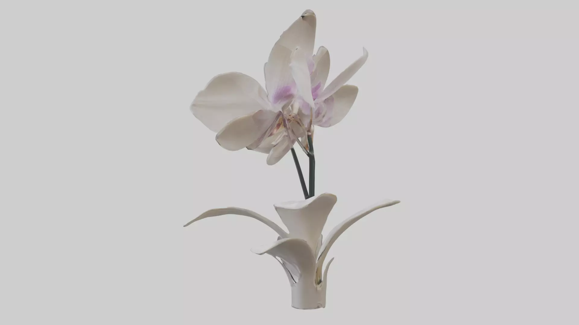 Orchid Model Low-poly 3D model_0