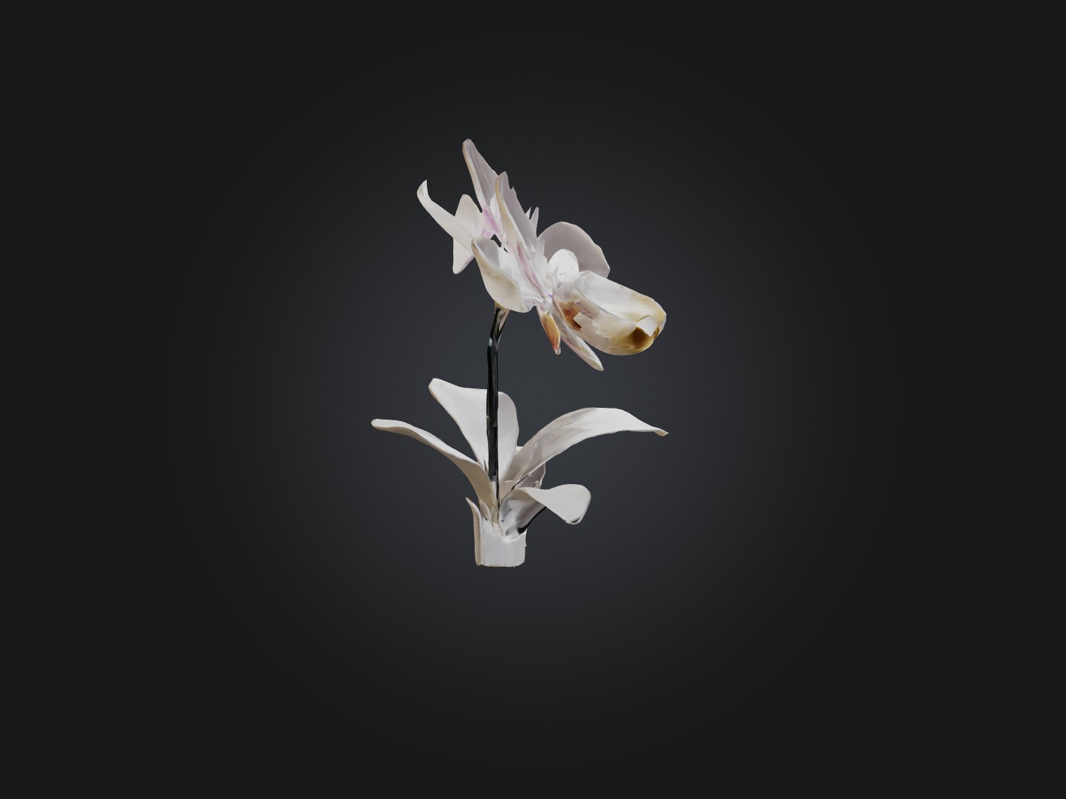 Orchid Model Low-poly 3D model_13