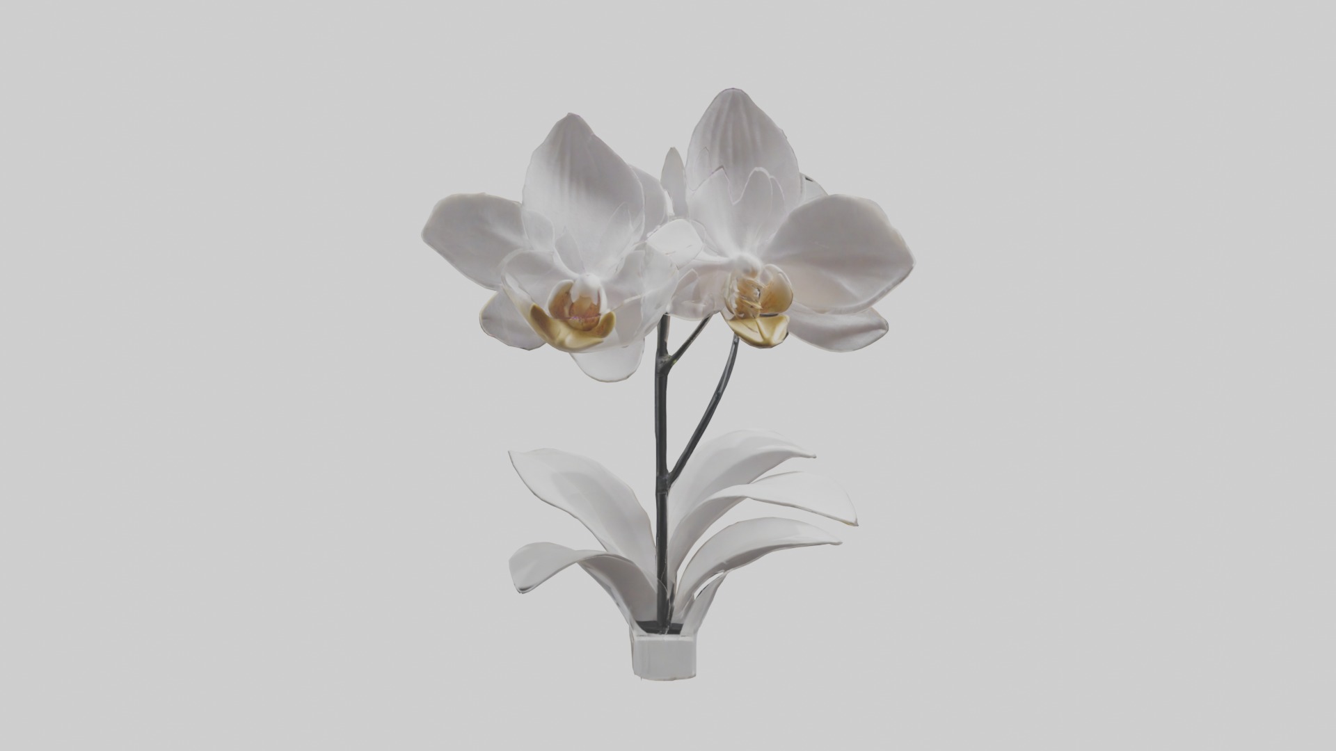 Orchid Model Low-poly 3D model_17
