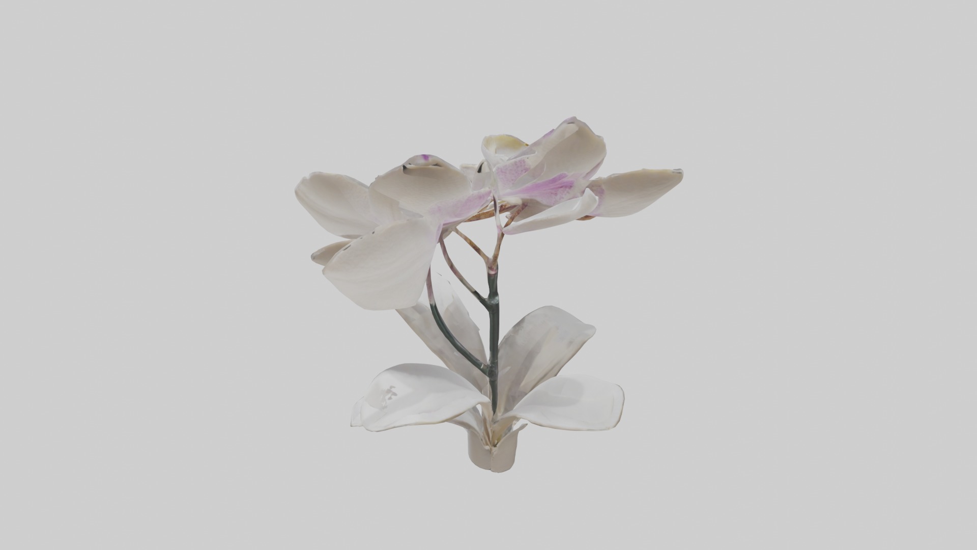 Orchid Model Low-poly 3D model_16