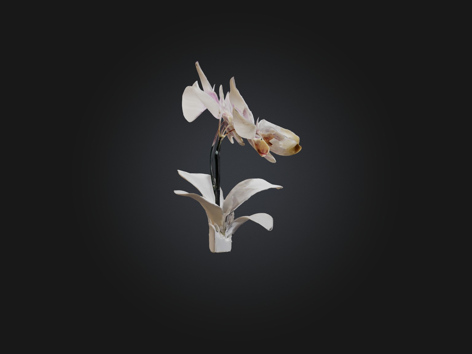 Orchid Model Low-poly 3D model_14