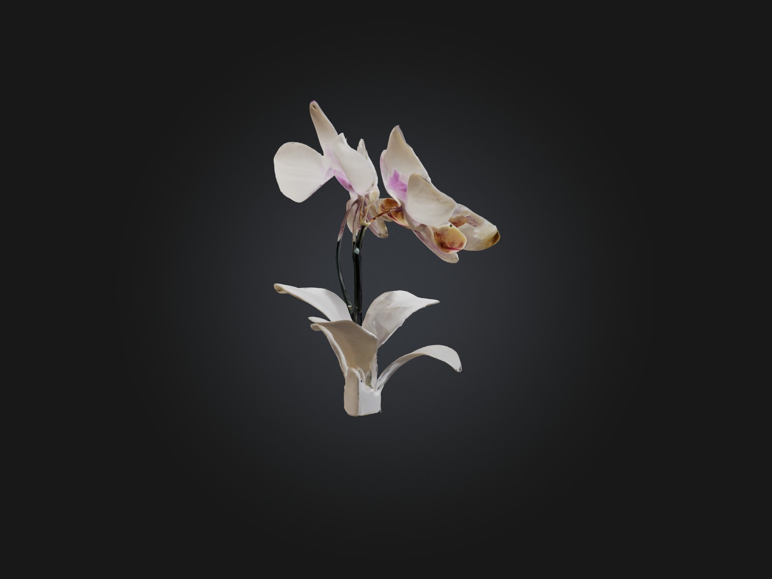 Orchid Model Low-poly 3D model_15