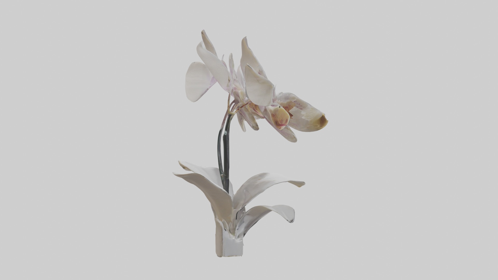 Orchid Model Low-poly 3D model_1