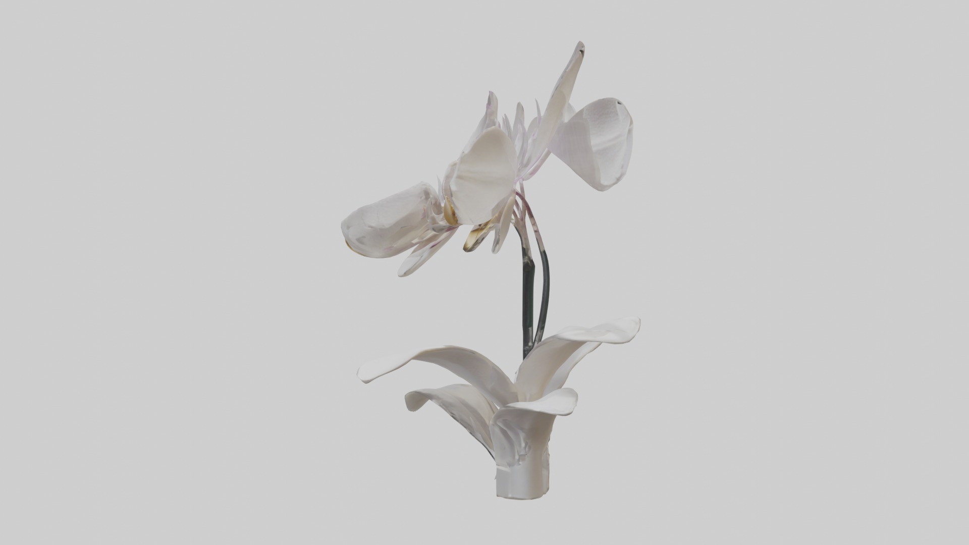 Orchid Model Low-poly 3D model_5