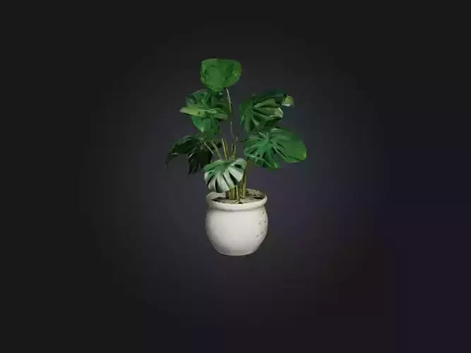 Monstera Deliciosa Model