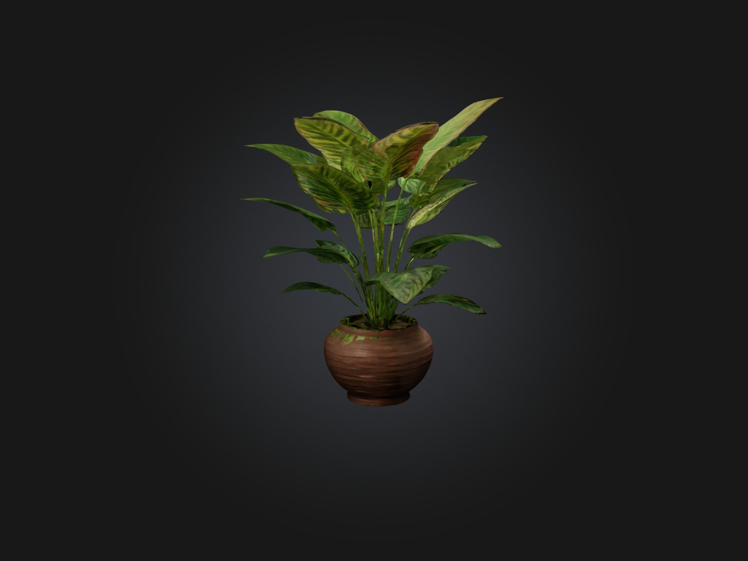 Maranta Prayer Plant Model Low-poly 3D model_8