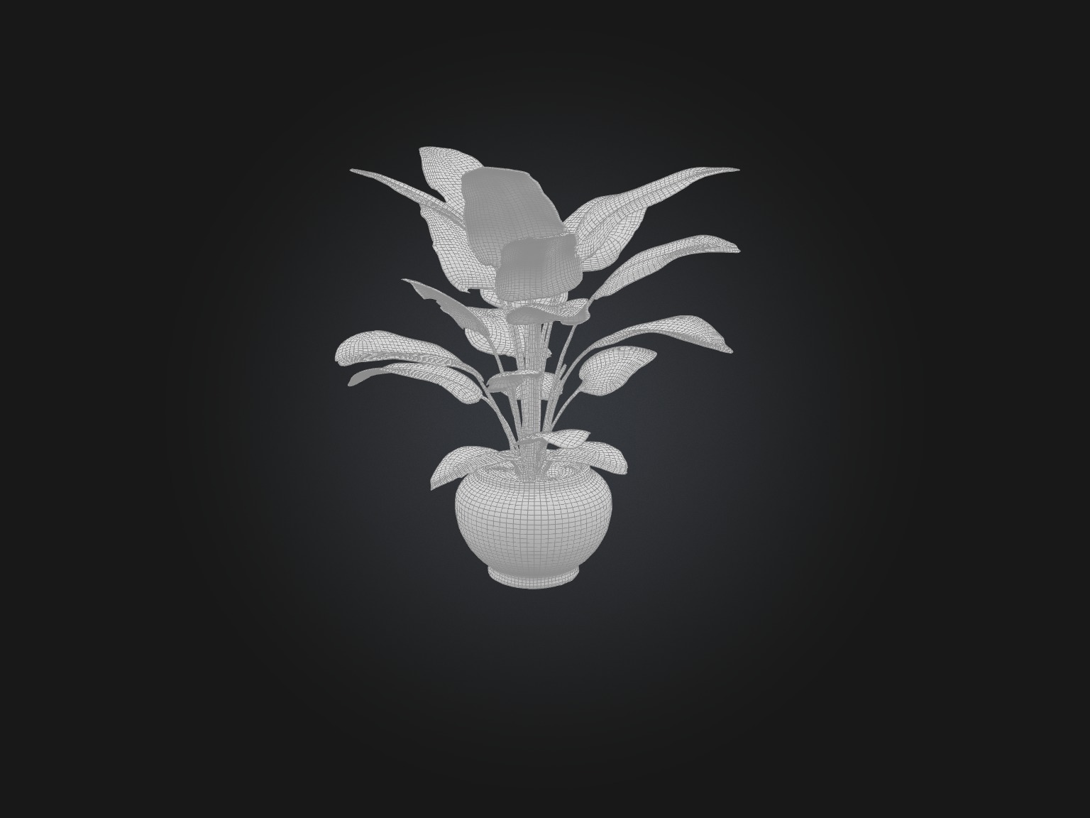 Maranta Prayer Plant Model Low-poly 3D model_2