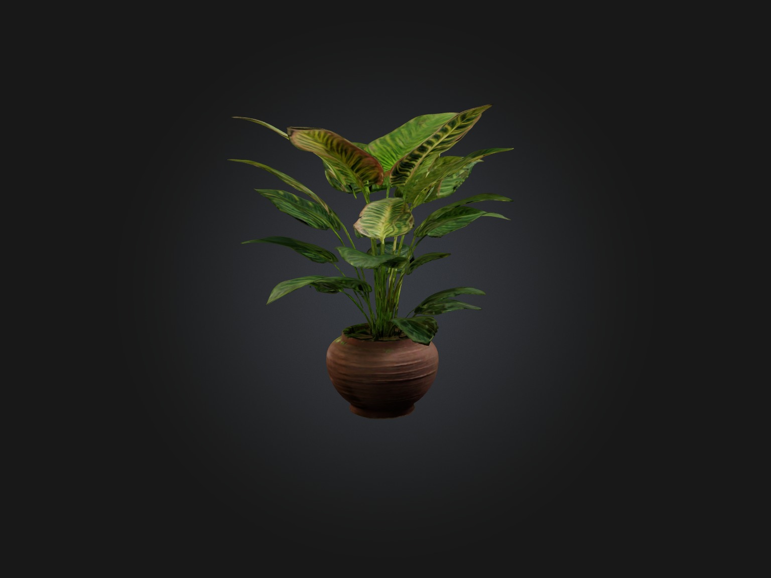 Maranta Prayer Plant Model Low-poly 3D model_5