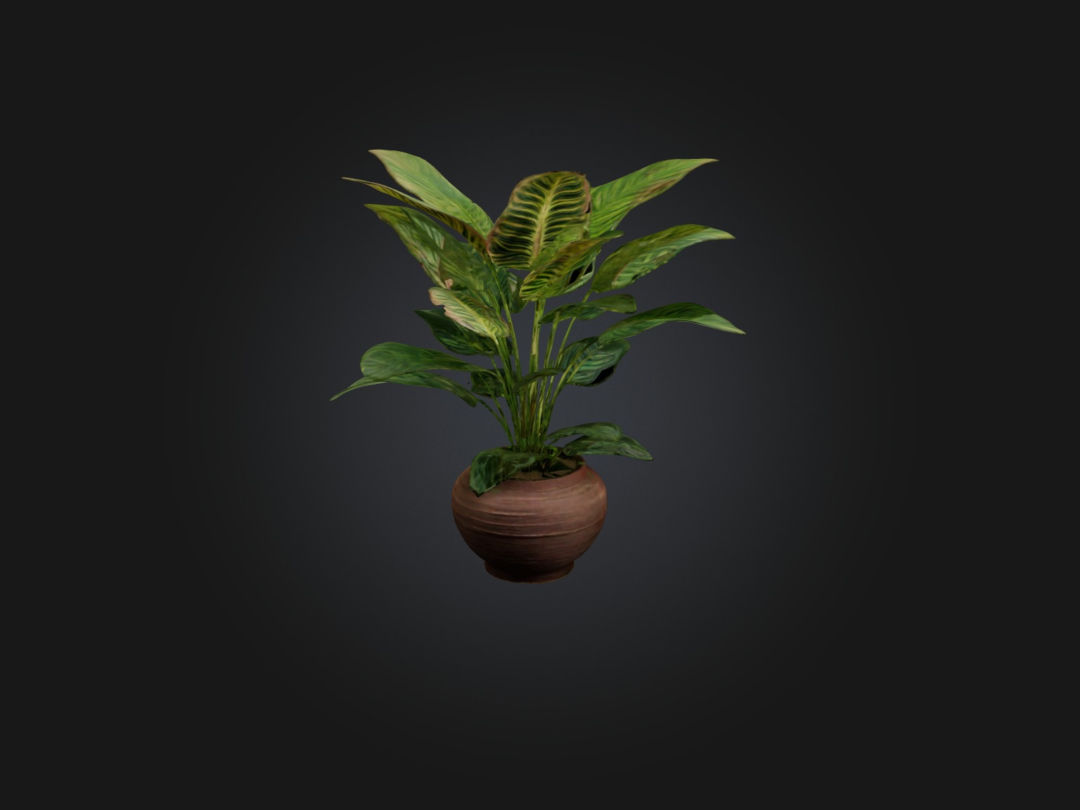 Maranta Prayer Plant Model Low-poly 3D model_3