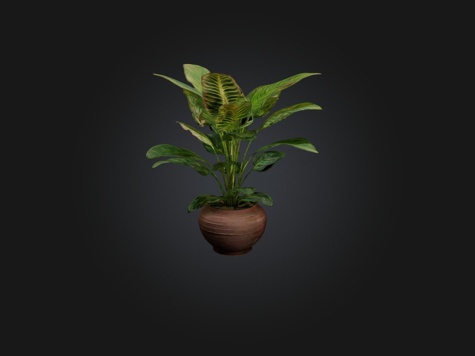 Maranta Prayer Plant Model Low-poly 3D model_1