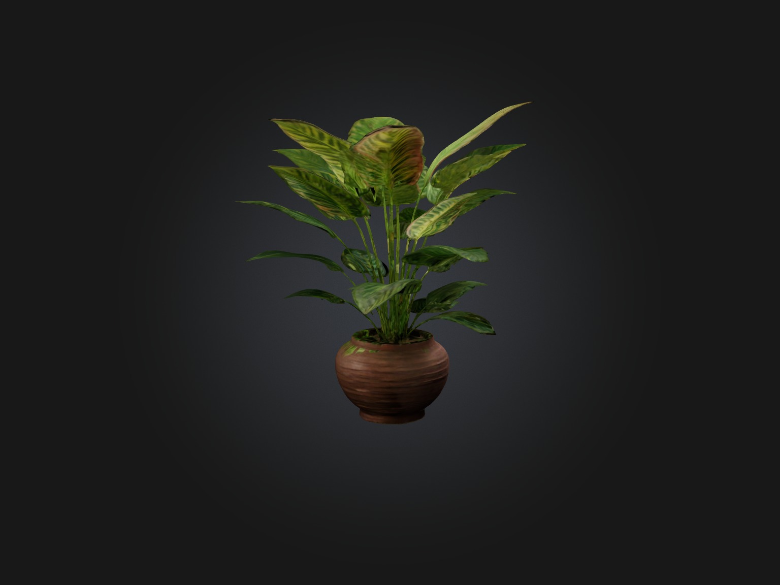 Maranta Prayer Plant Model Low-poly 3D model_7