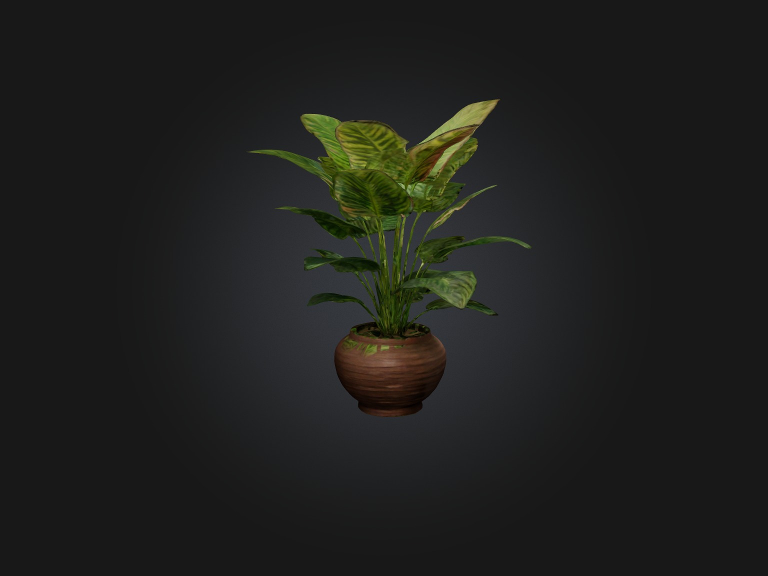 Maranta Prayer Plant Model Low-poly 3D model_9