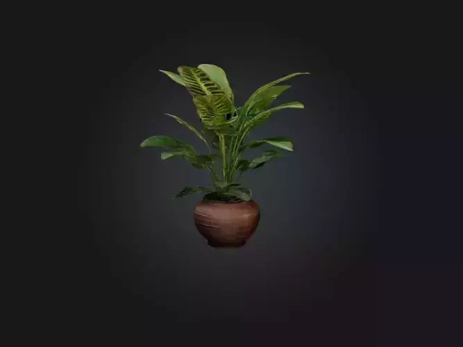 Maranta Prayer Plant Model