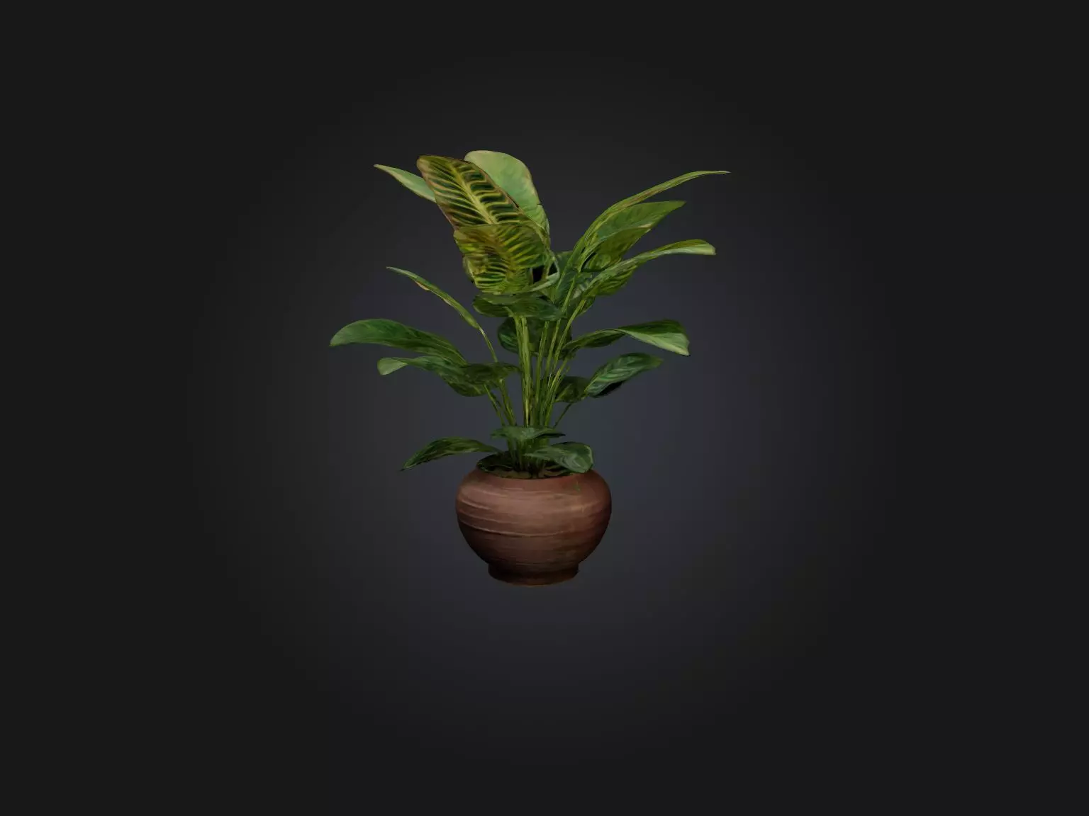 Maranta Prayer Plant Model Low-poly 3D model_0