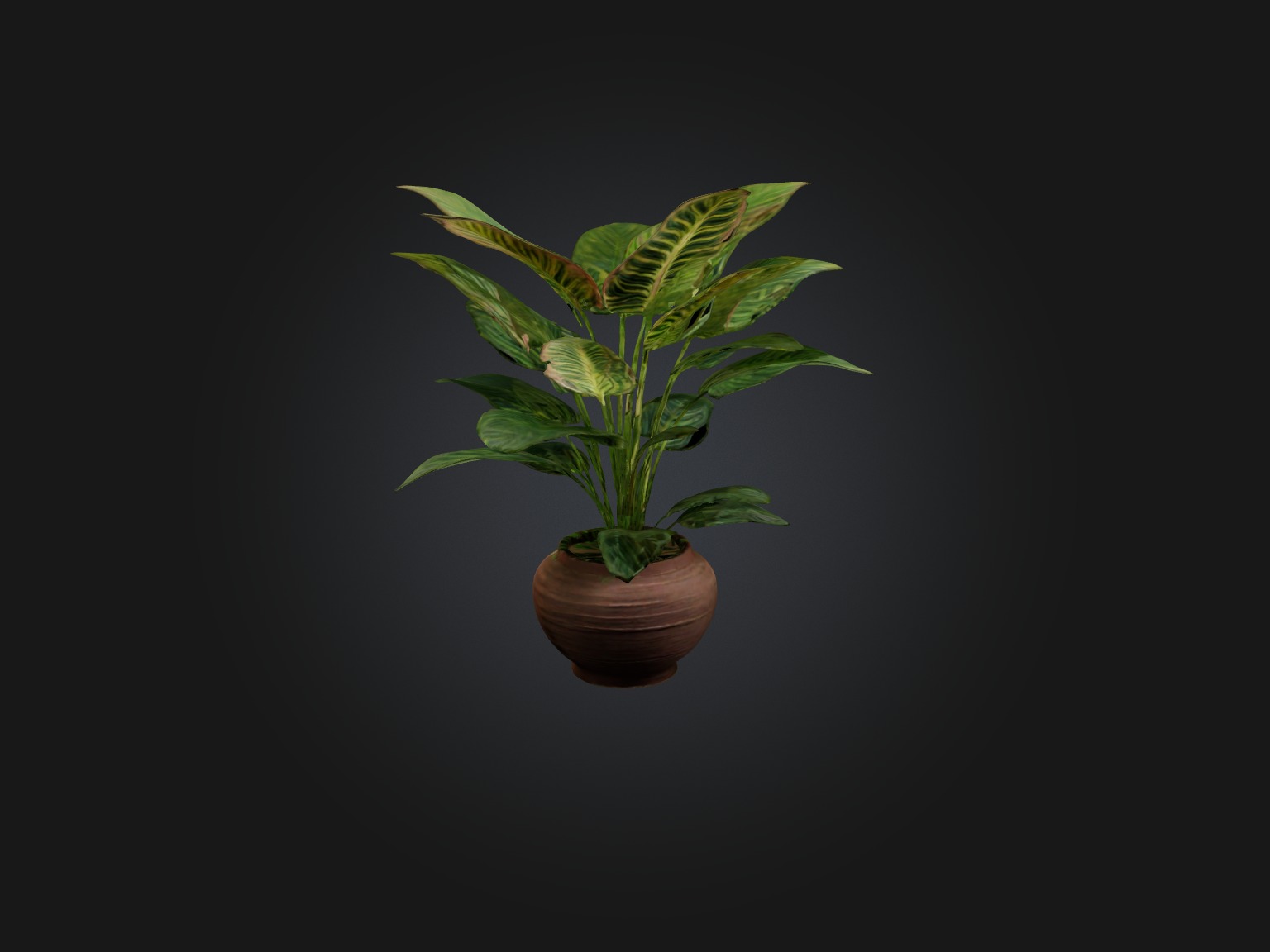 Maranta Prayer Plant Model Low-poly 3D model_4
