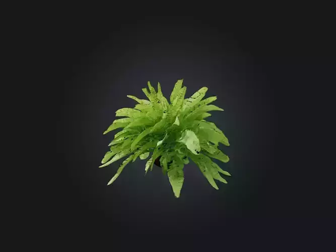 Maidenhair Fern Model
