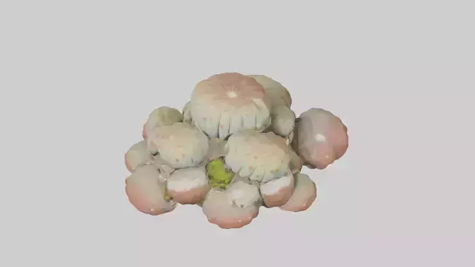Lithops Model Low-poly 3D model